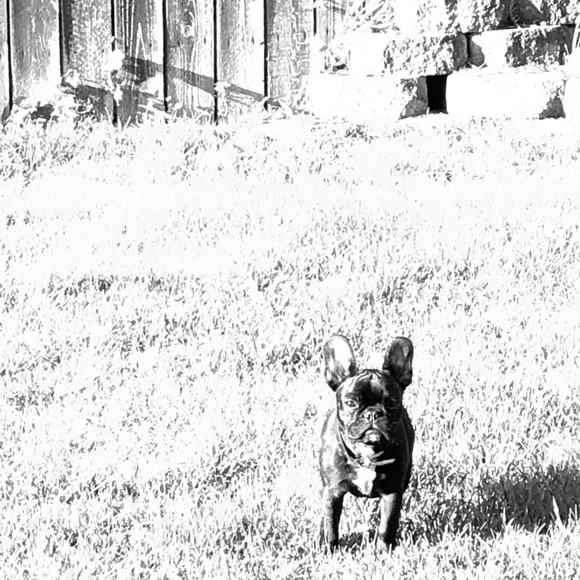 Meet your Posher, Ali - Picture 1 of 1